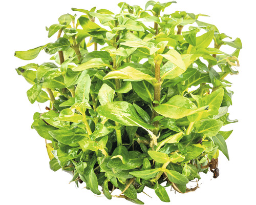 Akvarieväxt med gröna blad