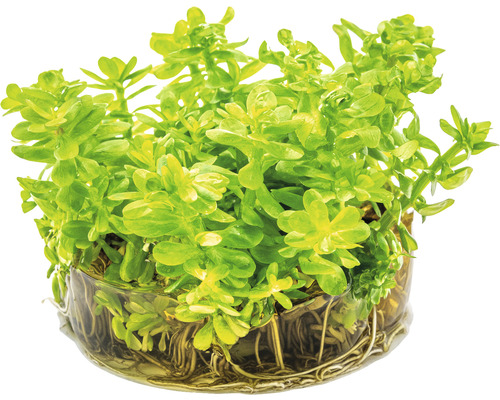 Vattenväxt i kruka med rötter