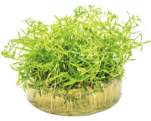 Vattenväxt i glasskål med rötter