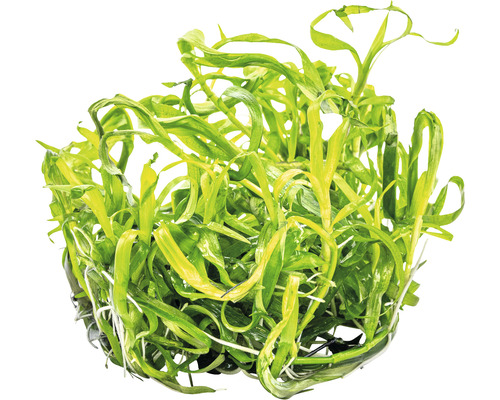 Akvarieväxt med långa blad