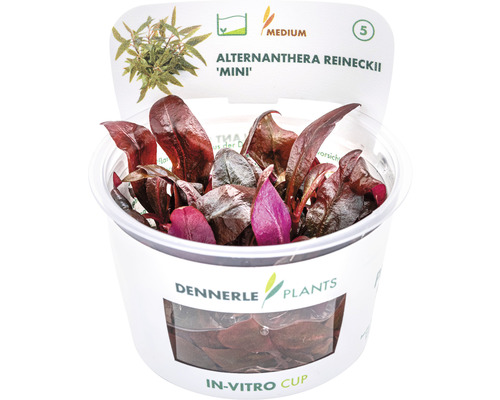 Akvarieväxt DENNERLE PLANTS Minipapegojblad Alternanthera reineckii mini in vitro Alternanthera reineckii Mini akvarieväxt i in vitro-kopp