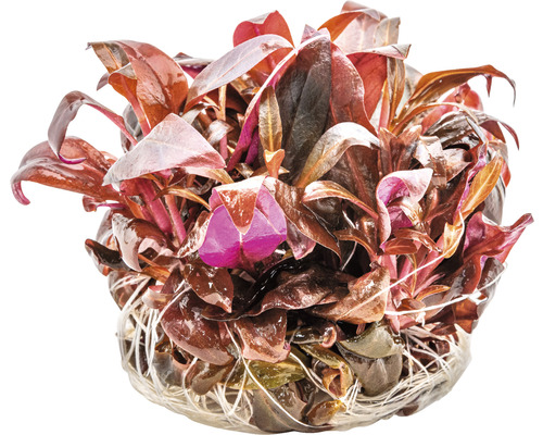 Vattenväxt med röda blad