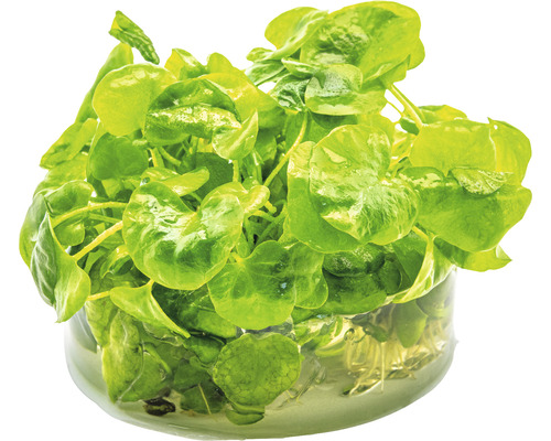 Krasse i ett glas vatten