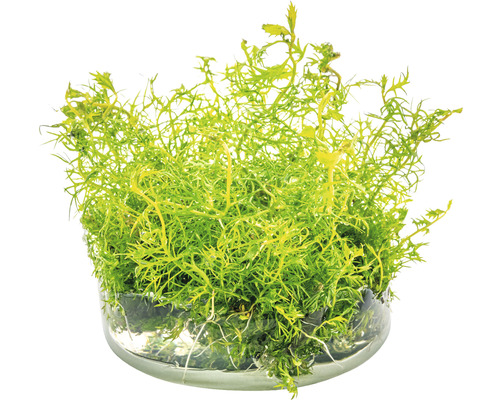 Kruka med källmossa