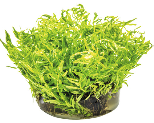 Akvarieväxt i kruka