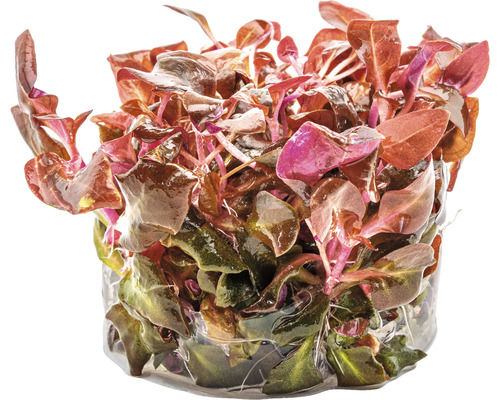 Ludwigia repens ''Rubin'' i kruka för akvarier