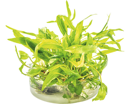 Akvarieväxt i glasskål