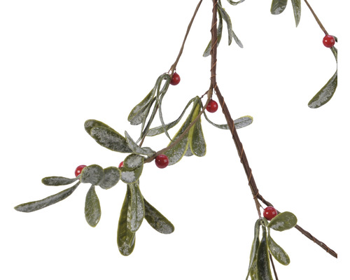 Mistelgren med blad och bär