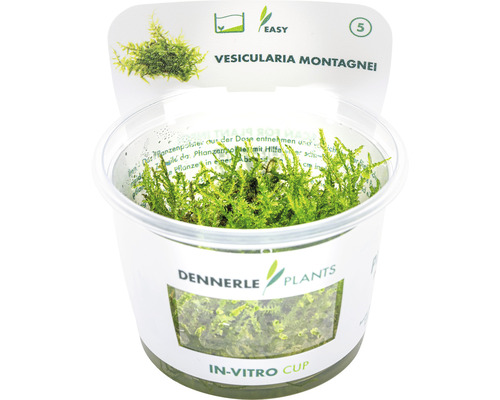 Akvarieväxt DENNERLE PLANTS Julgranslav Vesicularia montagnei, Christmas Moos in vitro