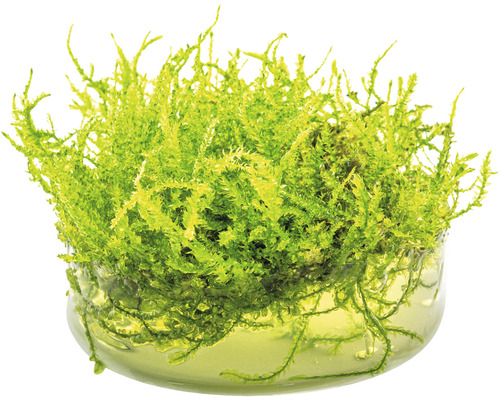 Akvariemossa i behållare