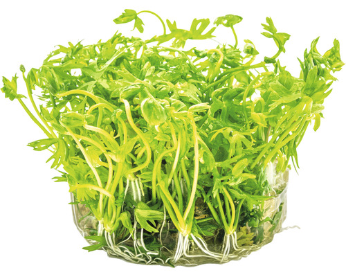 Vattenväxt med gröna blad och rötter