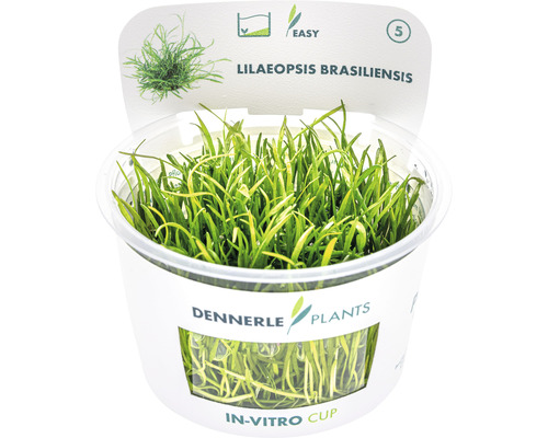 Akvarieväxt DENNERLE PLANTS Brasilkryptunga Lilaeopsis brasiliensis in vitro Lilaeopsis brasiliensis i in vitro-kopp från Dennerle Plants