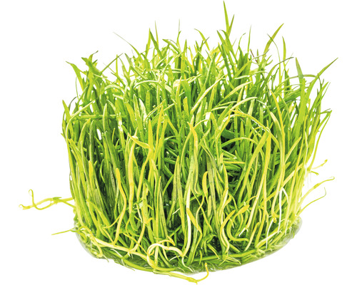 Knippe grön akvarieväxt