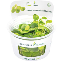 Akvarieväxt DENNERLE PLANTS Sydgrodört Limnobium laevigatum in vitro