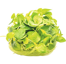Akvarieväxt DENNERLE PLANTS Sydgrodört Limnobium laevigatum in vitro