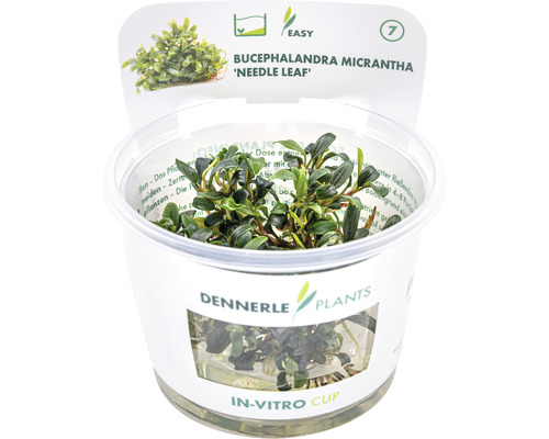 Akvarieväxt DENNERLE PLANTS Smalbladig Bucephalandra Bucepha.spec. Mini Needle Leaf in vitro