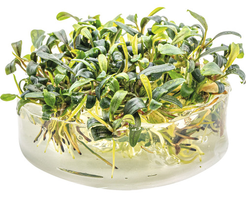 Bucephalandra vattenkalk i kruka