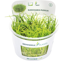 Dennerle Plants Eleocharis Pusilla i in vitro-kopp