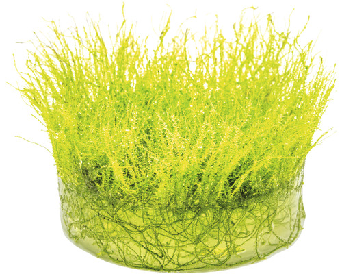 Akvariemossa i kruka