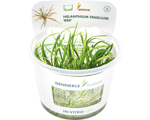 Akvarieväxt DENNERLE PLANTS Dvärgsvärdplanta Helanthium tenellum Red in vitro Helanthium tenellum ''Red'' akvarieväxt i in vitro-kopp