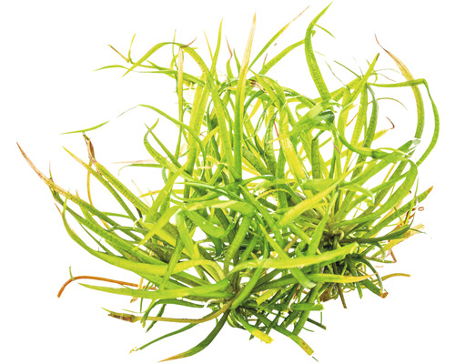 Akvarieväxt med långa, gröna blad