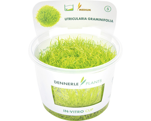 Akvarieväxt DENNERLE PLANTS Gräsliknande bläddra Utricularia graminifolia In-Vitro Utricularia graminifolia In-Vitro Cup vattenväxt