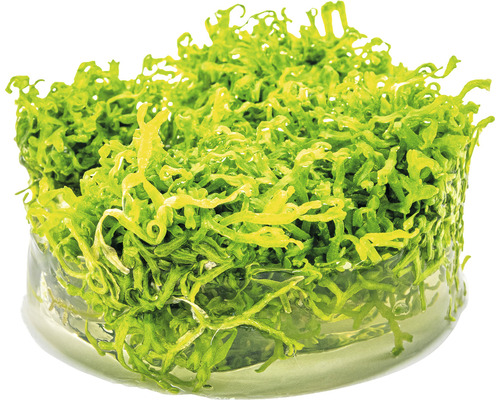 Akvarieväxt i en behållare