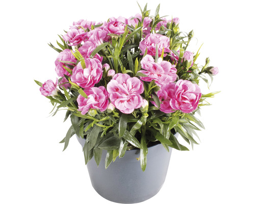 Nejlikväxt i kruka med rosa blommor.