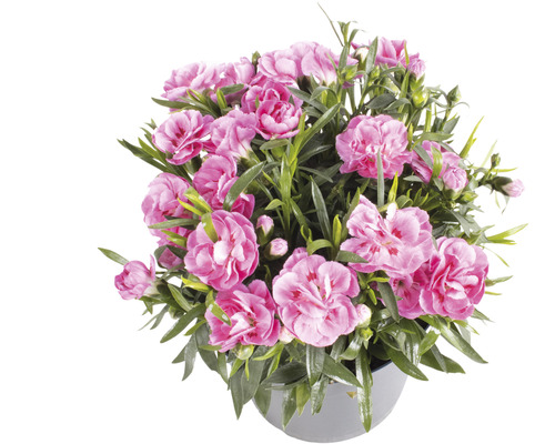 Kruka med rosa nejlikablommor