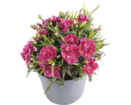 Nejlika i kruka med rosa blommor och gröna blad.