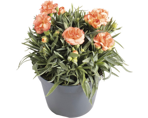 Nejlikor i kruka med blommor