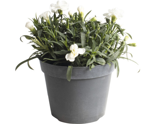 Vita nejlikor i kruka