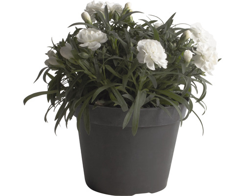 Nejlika i kruka med vita blommor