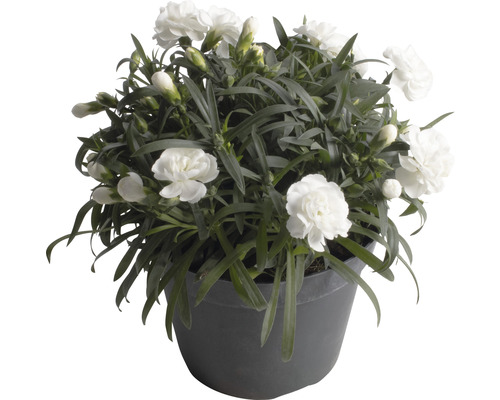 Vit nejlikväxt i kruka