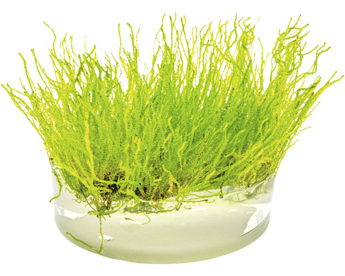 Akvariemossa i glasbehållare