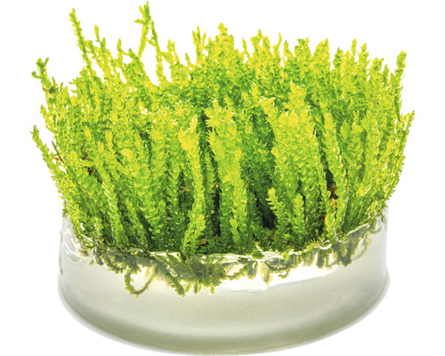 Mossbräken i glasskål