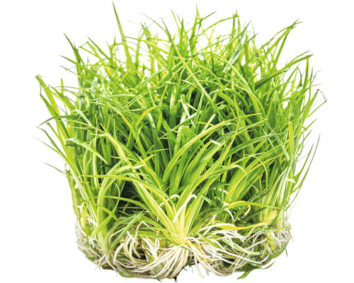 Akvarieväxt grästuva