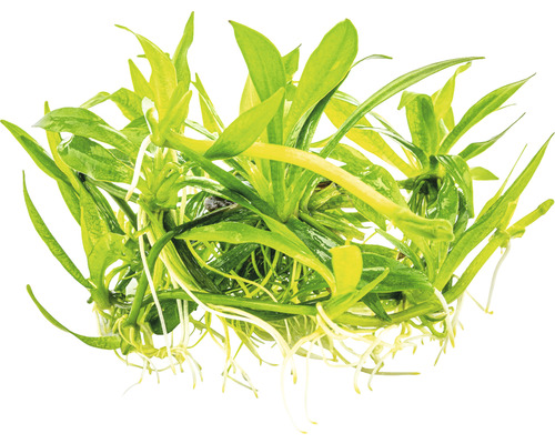 Akvarieväxt med gröna blad och vita rötter.