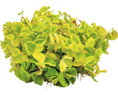 Akvarieväxt med runda blad