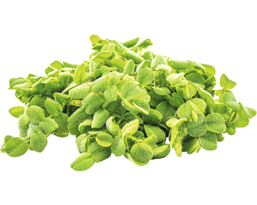 Grön dvärgspetsmossa växt