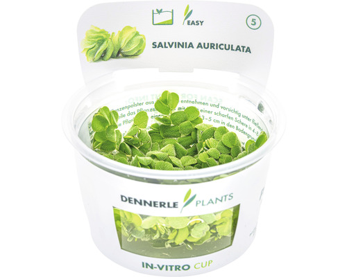 Salvinia auriculata vattenväxt i in vitro-bägare