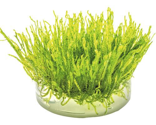 Akvariemossa i kruka