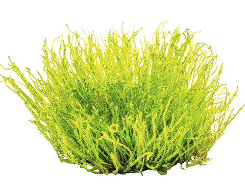 Mossbuske för dekoration