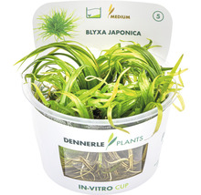 Akvarieväxt DENNERLE PLANTS japansk blyxa Blyxa japonica in vitro