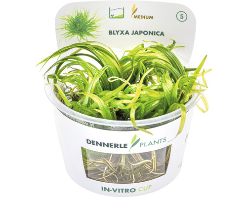 Blyxa Japonica akvarieväxt i in vitro-behållare