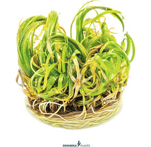 Akvarieväxt DENNERLE PLANTS japansk blyxa Blyxa japonica in vitro