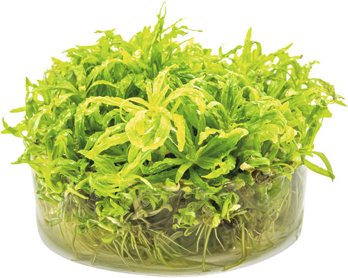 Vattenväxt i glasbehållare