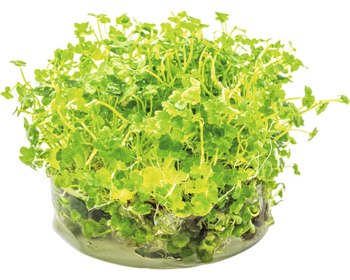 Vattenväxt i behållare