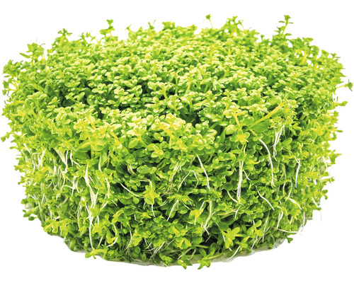 Bunt med Helanthium tenellum-växt för ett akvarium