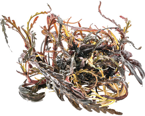 Vattenväxt med vågiga blad för akvarier